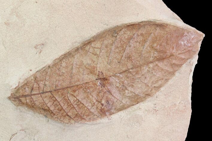 Red Fossil Leaf (Phyllites) - Glendive, Montana #95465